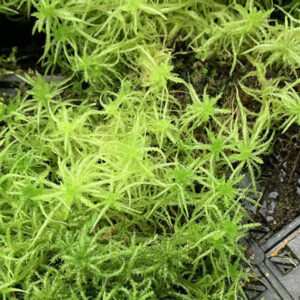 Live Sphagnum Moss