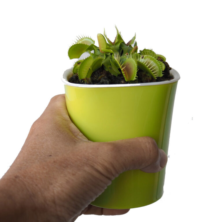 Venus Fly Trap in Hydroculture pot Woon Leng Nursery