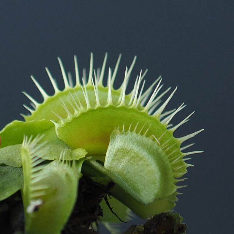 Venus Fly Trap in Hydroculture pot Woon Leng Nursery