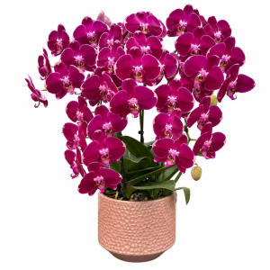 Five Phalaenopsis Orchid in Pot