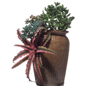 Succulent mix arrangement