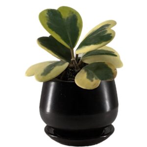 Hoya kerri variegated in ceramic pot