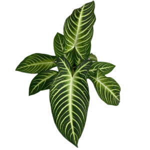 Xanthosoma (Caladium) lindenii in White Ceramic Pot (0.45m)