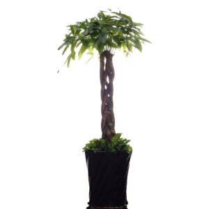 Pachira aquatica, 发财树, with pot