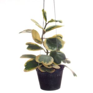 Hoya kerri variegated hanging, (0.2m)