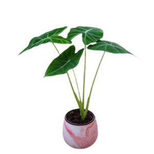 Alocasia Micholitziana Frydek in ceramic pot (0.3m)