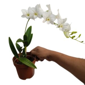 Dendrobium Miniature Enobi white (0.3m)
