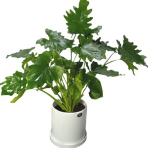 Philodendron bipinnatifidum 'Shangri-La' in ceramic pot (0.60m)