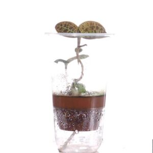 Jewel Orchid Macodes petola (hydroculture) (0.08m)