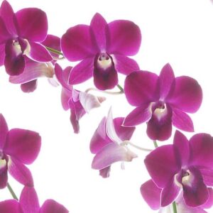 Dendrobium 6" Pot Red Bull 80cm Ht