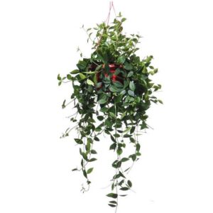Peperomia Puteolata, Marbled Peperomia, in hanging plastic pot (0.2mH)
