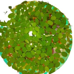 Salvinia Minima, Floating fern (0.08m)
