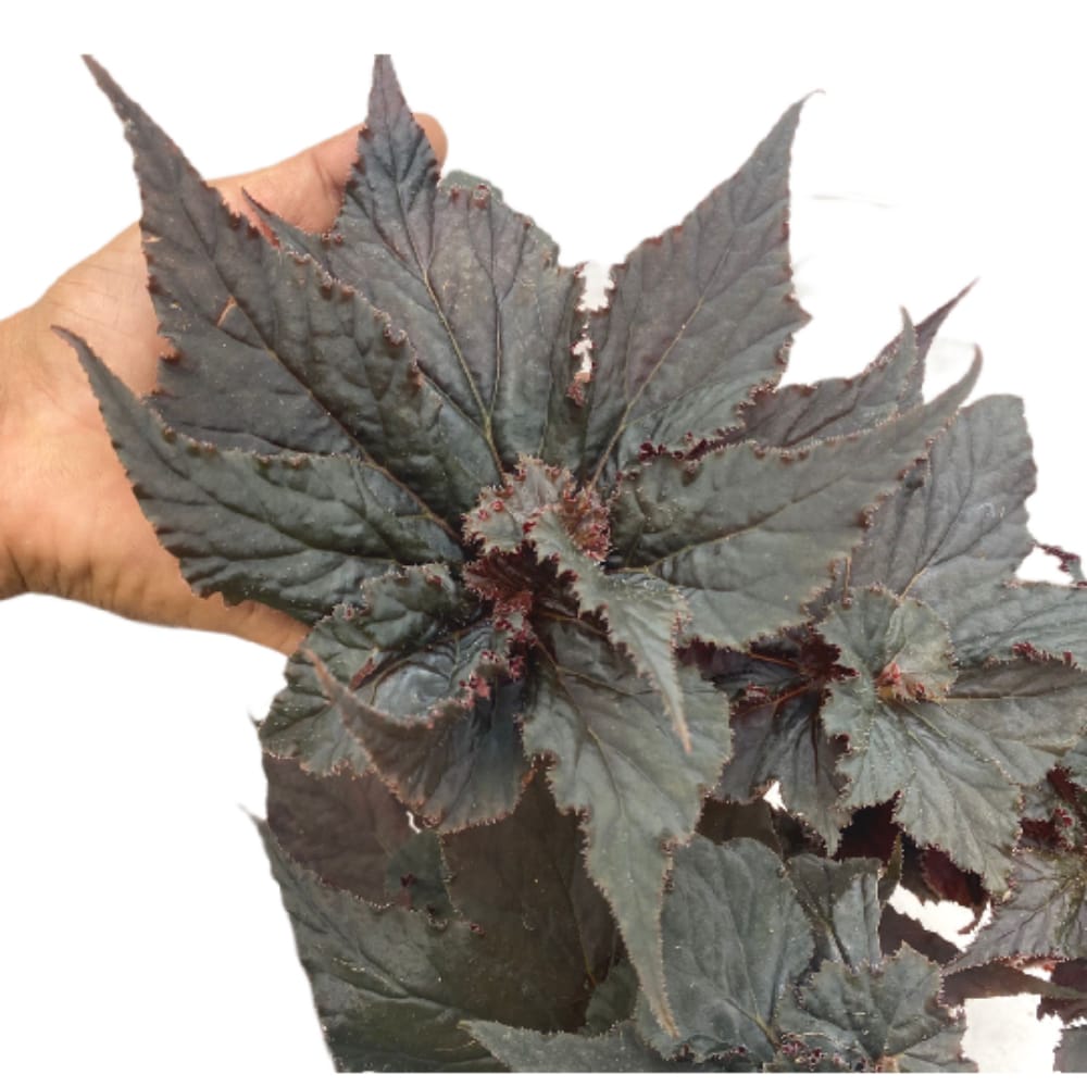 Begonia Black Taffeta In Ceramic Pot 0 40m Woon Leng Nursery