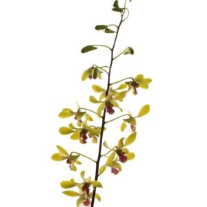 Dendrobium Miniature Neeraj Swaroop
