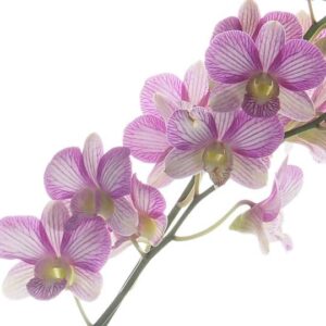 Dendrobium 6" Pot Nopporn Candy