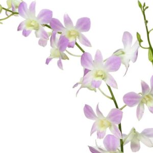 Dendrobium 6" Pot Lucian Pink