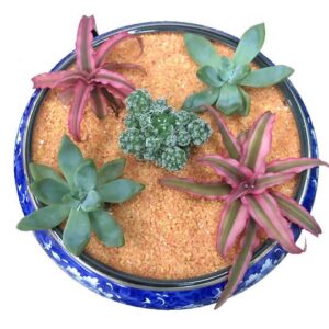 Succulent Arrangement Round Blue Star (0.03m)