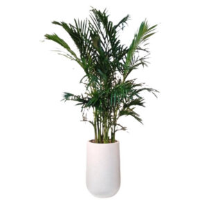 Chamaedorea cataractarum, Bamboo Palm in tall ceramic pot (1.6m)