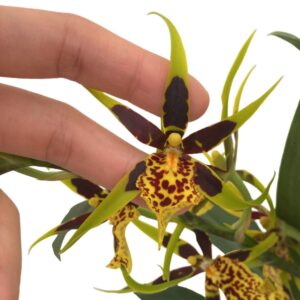 Brassia Mystic Maze (0.60m)