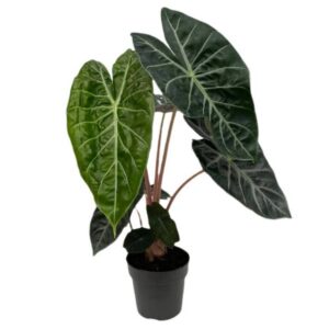 Alocasia Pink Dragon (0.50m)
