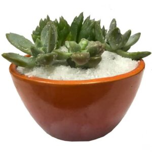 Succulent Arrangement in Orange Pot