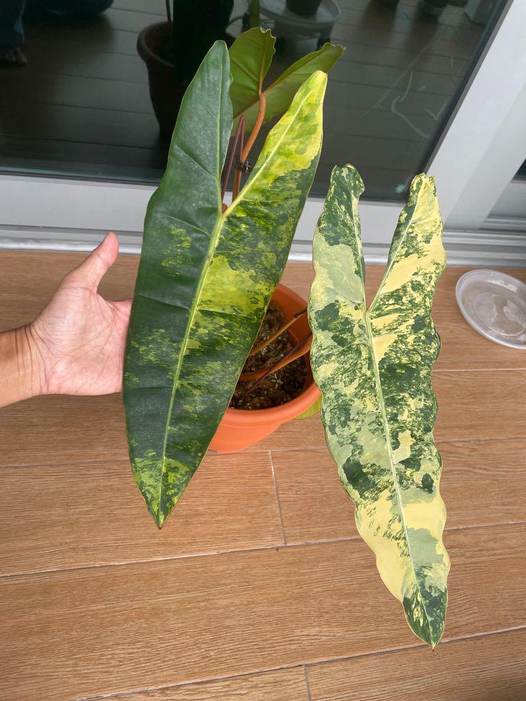 Philodendron Billietiae Variegated Woon Leng Nursery