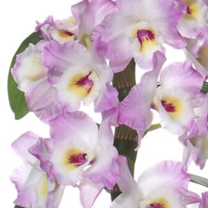 Dendrobium Nobile 春石斛 (0.6mH)