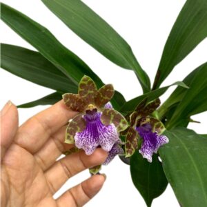 Zygopetalum Blue Bank (0.35m)
