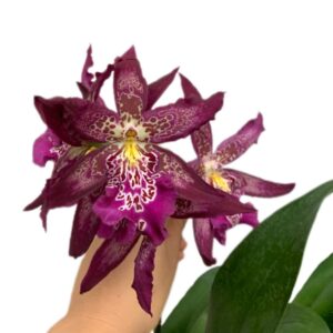 Beallara Marfitch 'Howard's Dream' (0.60m)