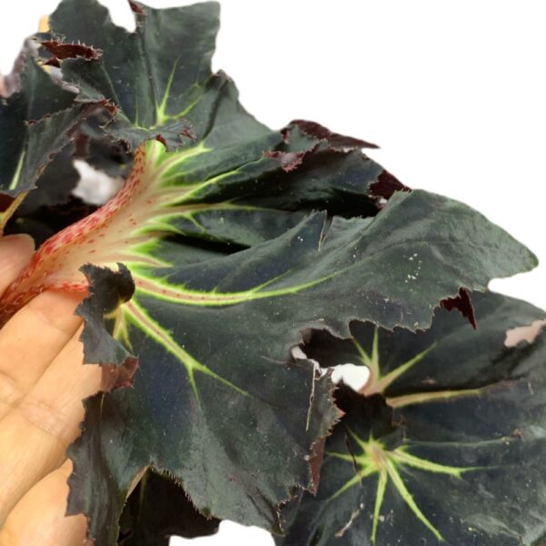 Begonia Black Fang 0 45m Woon Leng Nursery