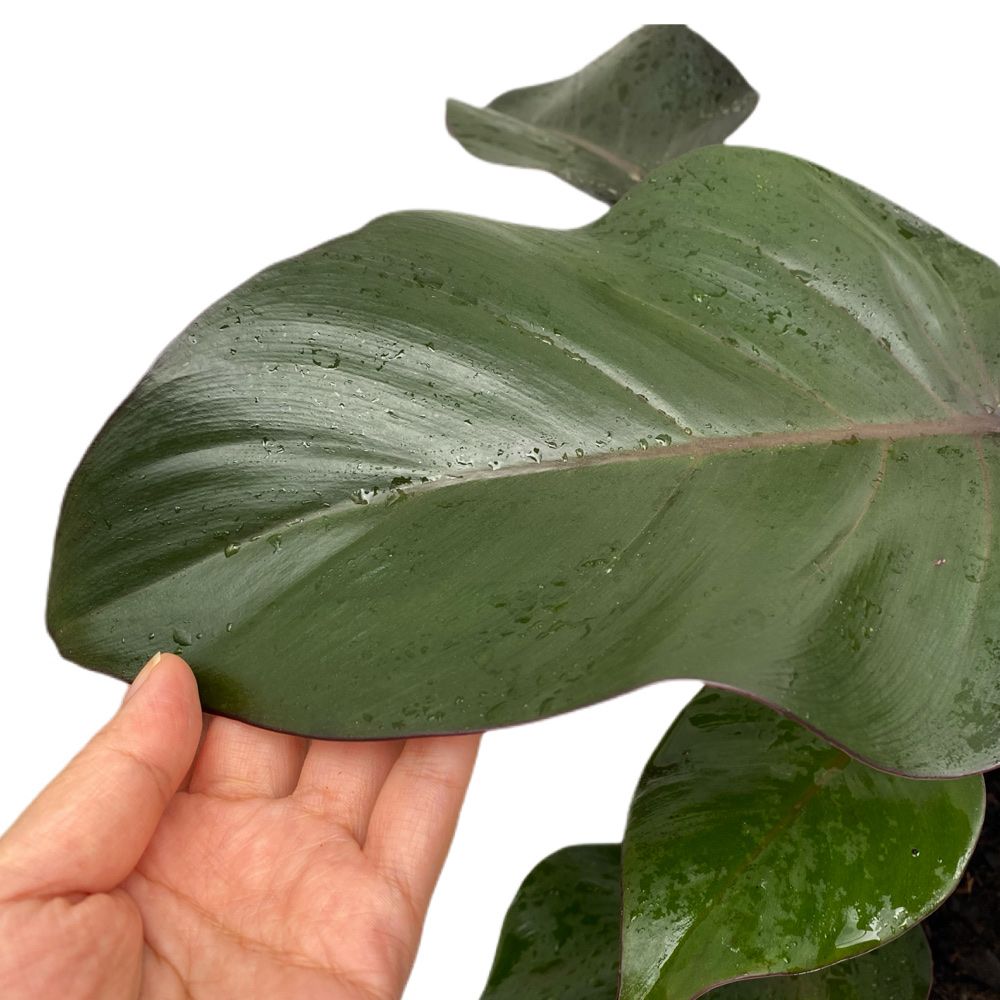 Philodendron 'Purple Congo' - Woon Leng Nursery