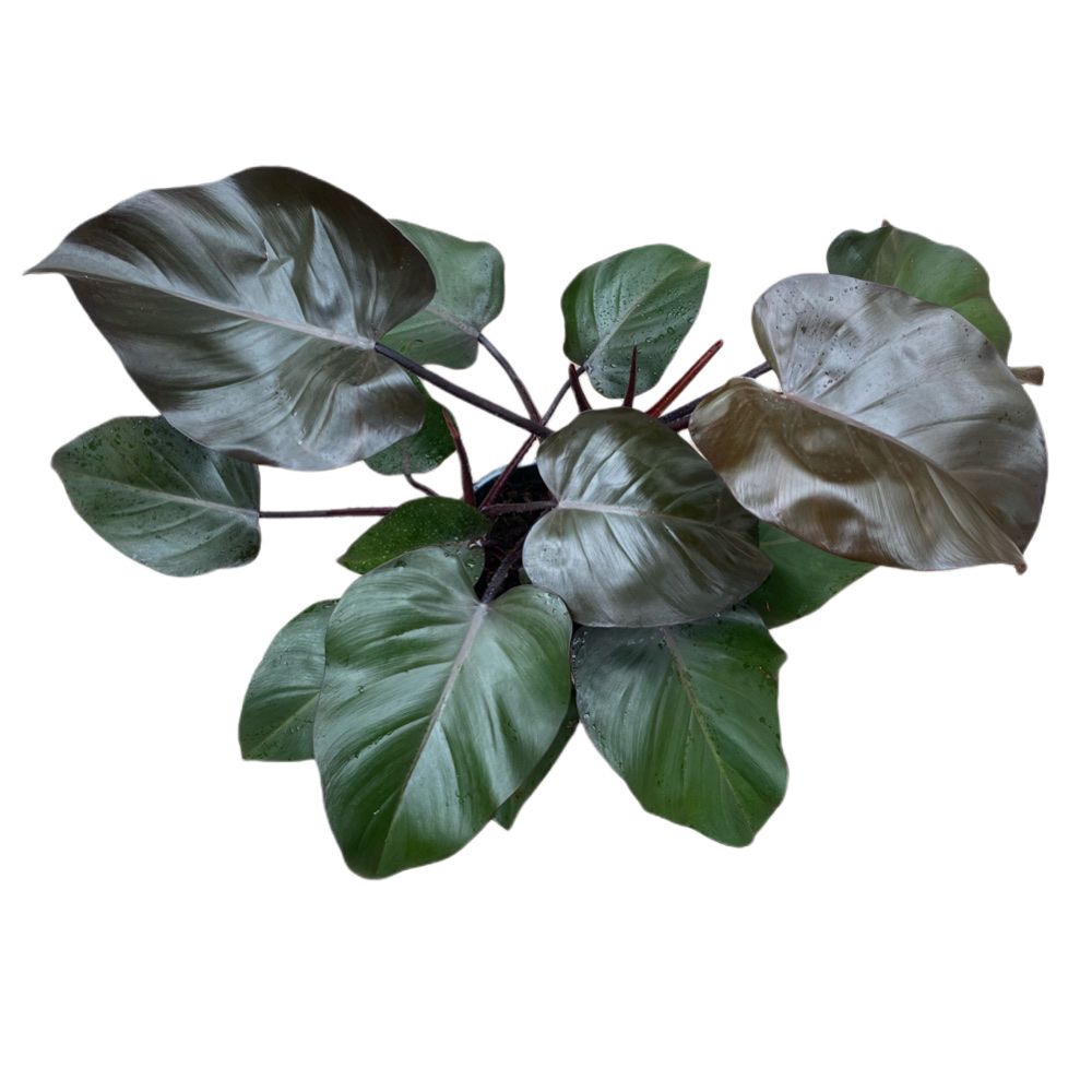 Philodendron 'Purple Congo' - Woon Leng Nursery