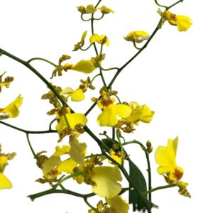 Oncidium Sweet Sugar (0.70m)