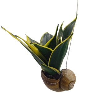 Sansevieria trifasciata in hanging shell