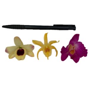 [Any 3 of our choice] Special Orchid after Blooming