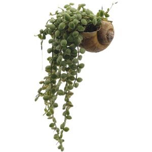 Dischidia nummularia in hanging shell