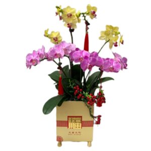 4 in 1 Mini Phalaenopsis with CNY deco (花好月圆)
