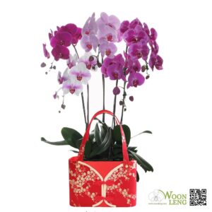 5 in 1 Phalaenopsis (五福临门) with CNY deco