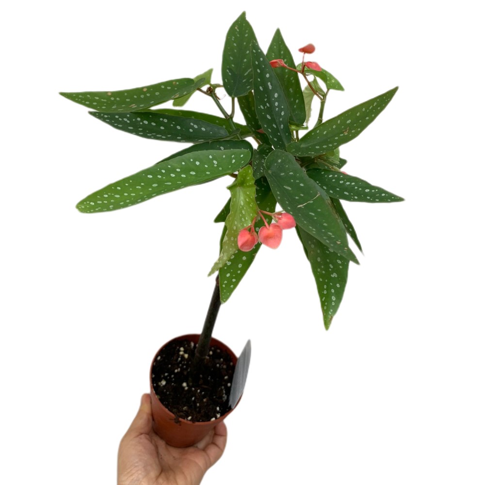 Begonia Maculata Tamaya - Woon Leng Nursery