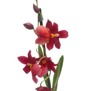 Oncidopsis Nelly Isler