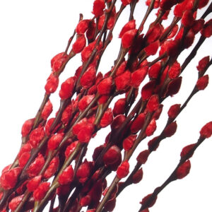 CNY Chinese New Year dried preserved colored pussy willow (1.8mH)