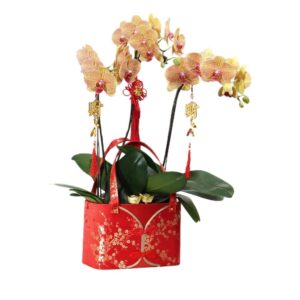 3 in 1 Phalaenopsis with CNY deco (吉星高照）