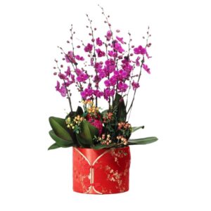 5 in 1 Phalaenopsis (繁花似锦) with CNY deco