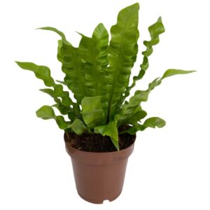 Asplenium nidus 'Crispy Wave' (0.30m)