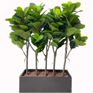 Artificial Ficus Plants (1.5m)