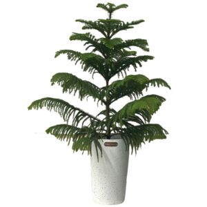 Araucaria Cunninghamii 精品南洋杉 in Pot (1.2m)