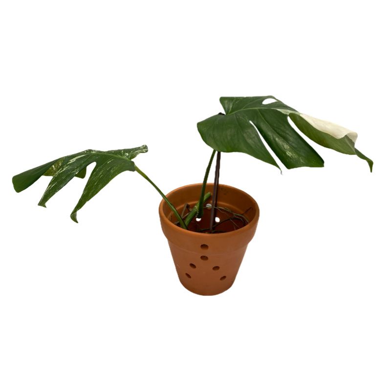 shy plant RARE Mimosa Pudica Plant~Touch-Me-NOT Plant~Sleepy Plant~Sensitive Pla –  Your Plant Bitch main image 1