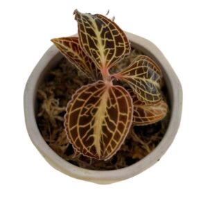 Jewel Orchid (Anoectochilus siamensis ‘Rose Gold’0.08m)