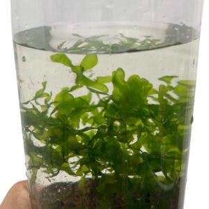 Lomariopsis Lineata, Floating Fern