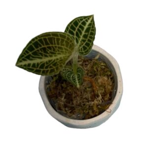 Jewel Orchid (Anoectochilus roxburghii ‘Emerald Gold’ 0.08m)